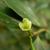 Ilex crenata