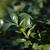 Ilex crenata 'Convexa'