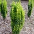 Medium-sized shrub, columnar habit, with green to golden leaves