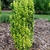 Green to gold foliage