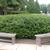 Ilex crenata 'Helleri' Form