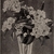 Black & white herbarium illustration of leaves and flowers.