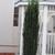 Ilex crenata 'Sky Pencil'