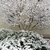 Ilex crenata 'Helleri'