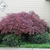 small rounded shrub with shiny leaves.