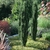 Upright, fastigiate evergreen with fine, green foliage.