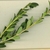 Leafy shoots with small, fine crenate leaves