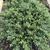 shrub with shiny green leaves and mounded form.