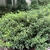 shrub with shiny green leaves and mounded form.