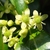 Close-up of 4-merous flowers, greenish white.
