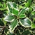 Spiny-margined variegated leaves.