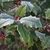 Spiny-margined leaves and red fruits all dusted with snow.