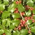 Spiny-margined leaves and red fruits.