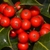 Close-up on a cluster of bright red fruits.