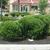Ilex glabra