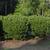 Ilex glabra