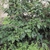 Foliage. Leaves with spiny margins.