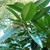 Ilex latifolia
