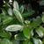 Ilex latifolia