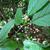 Immature fruit