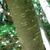 Bark