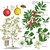Illustration of all the details of this species.
