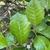 Ilex opaca 'Clarendon Spreading'