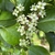 Ilex opaca 'Clarendon Spreading'