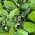Ilex opaca 'Clarendon Spreading'