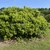 Ilex opaca 'Clarendon Spreading'
