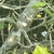 Ilex opaca 'Clarendon Spreading'
