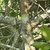 Ilex opaca 'Clarendon Spreading'
