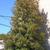 Ilex opaca