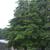 Ilex opaca Form