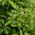 Ilex pedunculosa