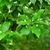 Leafy shoots with tiny solitary white flowers.