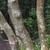 Trunks with smooth, mottled light bark.