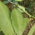 Leaf underside and axillary buds