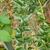 Foliage. Leaves with spiny margins.