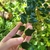 Foliage. Leaves with spiny margins.
