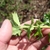 Foliage. Leaves with spiny margins.