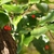 Ilex pedunculosa