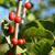 Fruit and stem
