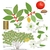 Color illustrations of the technical details of this species.