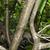 Ilex verticillata 'Winter Gold' bark