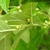 Stem