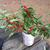 Ilex verticillata in container