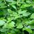 Ilex verticillata leaves and flowers