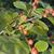 Ilex verticillata orange berries