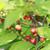 Fruit and leaves of 'Sparkleberry'